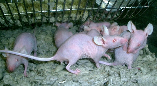 640px-Naked_lab_rats.jpg