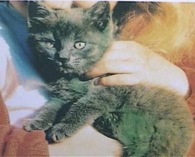 In Denmark, 1995, a kitten was found with green fur that could not be  washed out. It is possible that it drank from a copper-infected water  source. : r/interestingasfuck