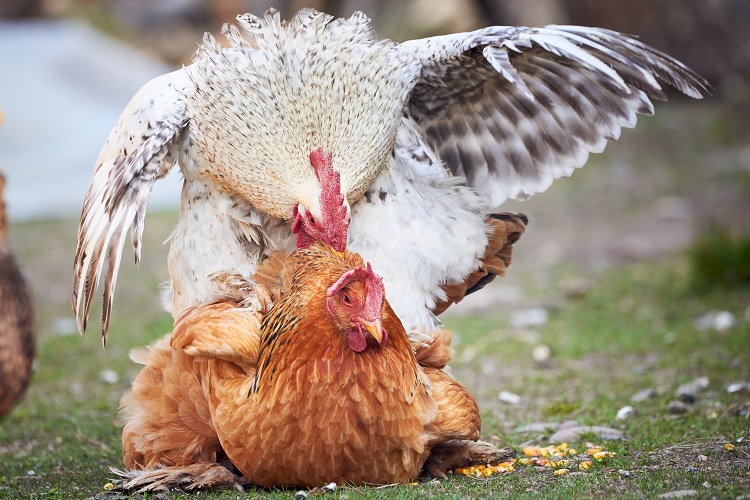 Chickens-Mating-why-they-run.jpg