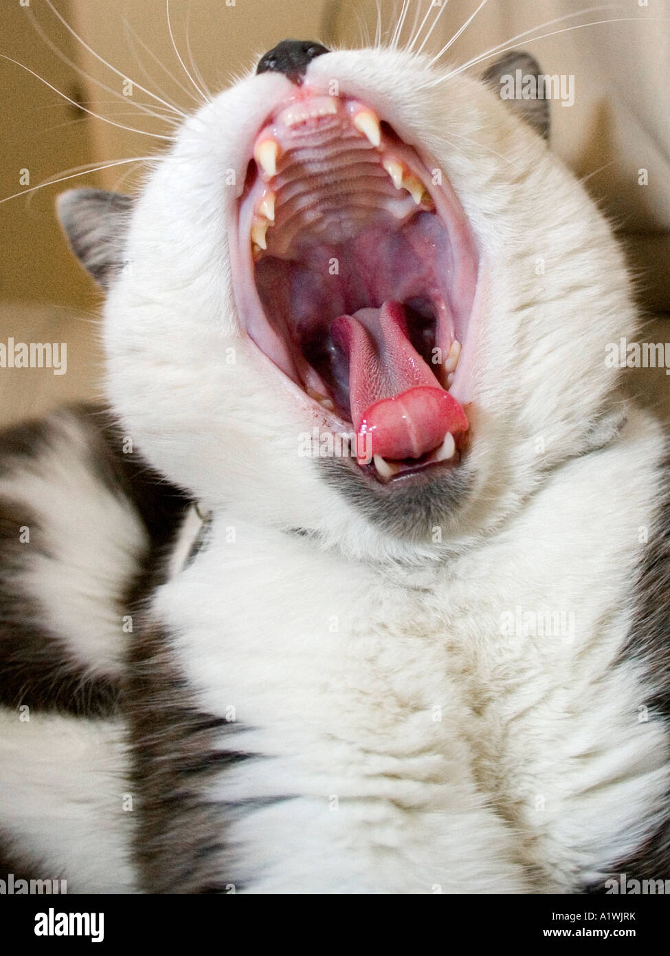 cat-yawning-with-mouth-wide-open-A1WJRK.jpg