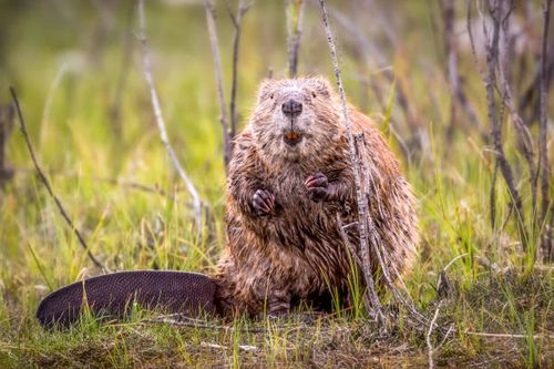 beaver - beaver stock pictures, royalty-free photos & images