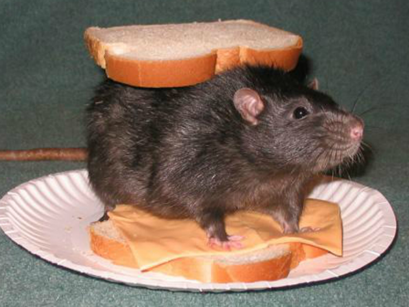 rat-sandwich-crop.jpg