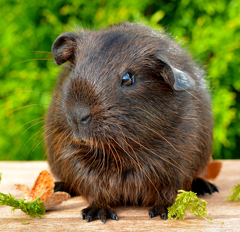 male-guinea-pig.jpg
