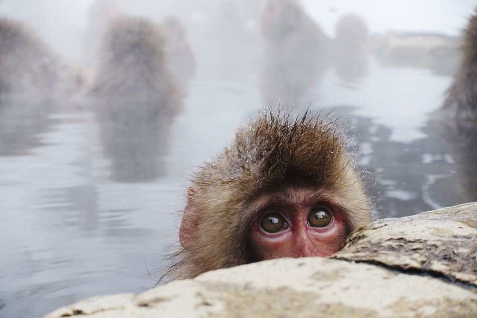 portrait-of-monkey-on-rock-at-shore-739245397-598268c7396e5a0011cb3563.jpg