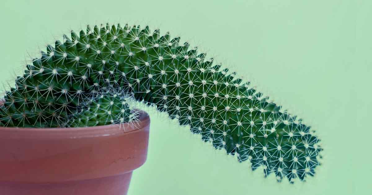 flaccid_cactus-1200x628-facebook.jpg