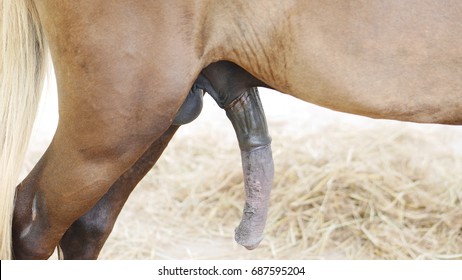 penis-horse-picture-concepts-animal-260nw-687595204.jpg