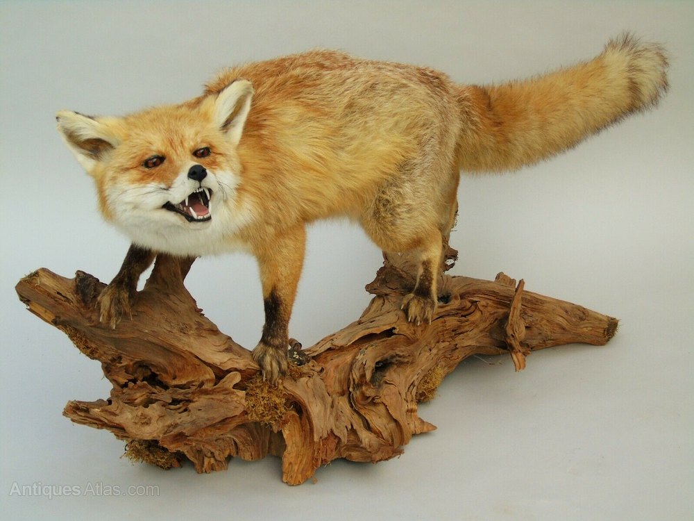 https://images.antiquesatlas.com/dealer-stock-images/ramsheadantiques/Excellent_Quality_Taxidermy_Re_as623a1726z.jpg