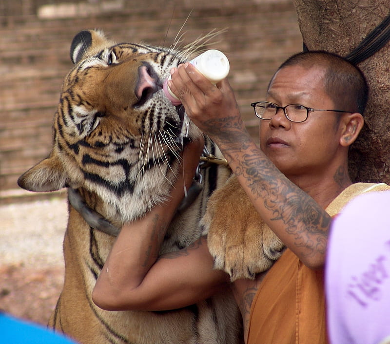 HD-wallpaper-monk-and-tiger-monk-feeding-temple-tattoo-paw-peace-tiger-milk.jpg