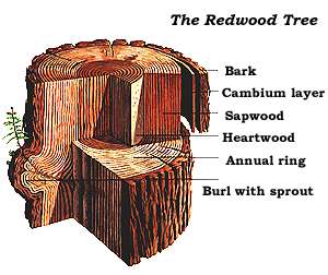 Sectionaltree.jpg