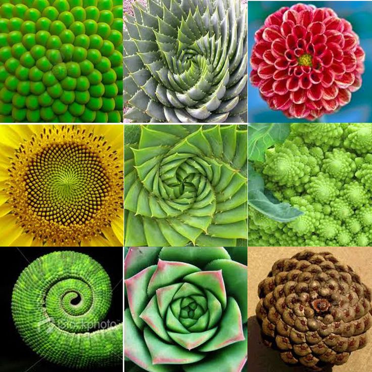 c5e25427f9eba020ecef6586f12f347d-fibonacci-in-nature-mathematics.jpg