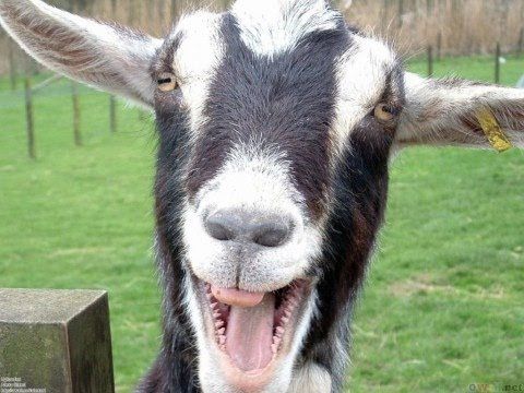 Funny Goats Screaming like Humans - YouTube
