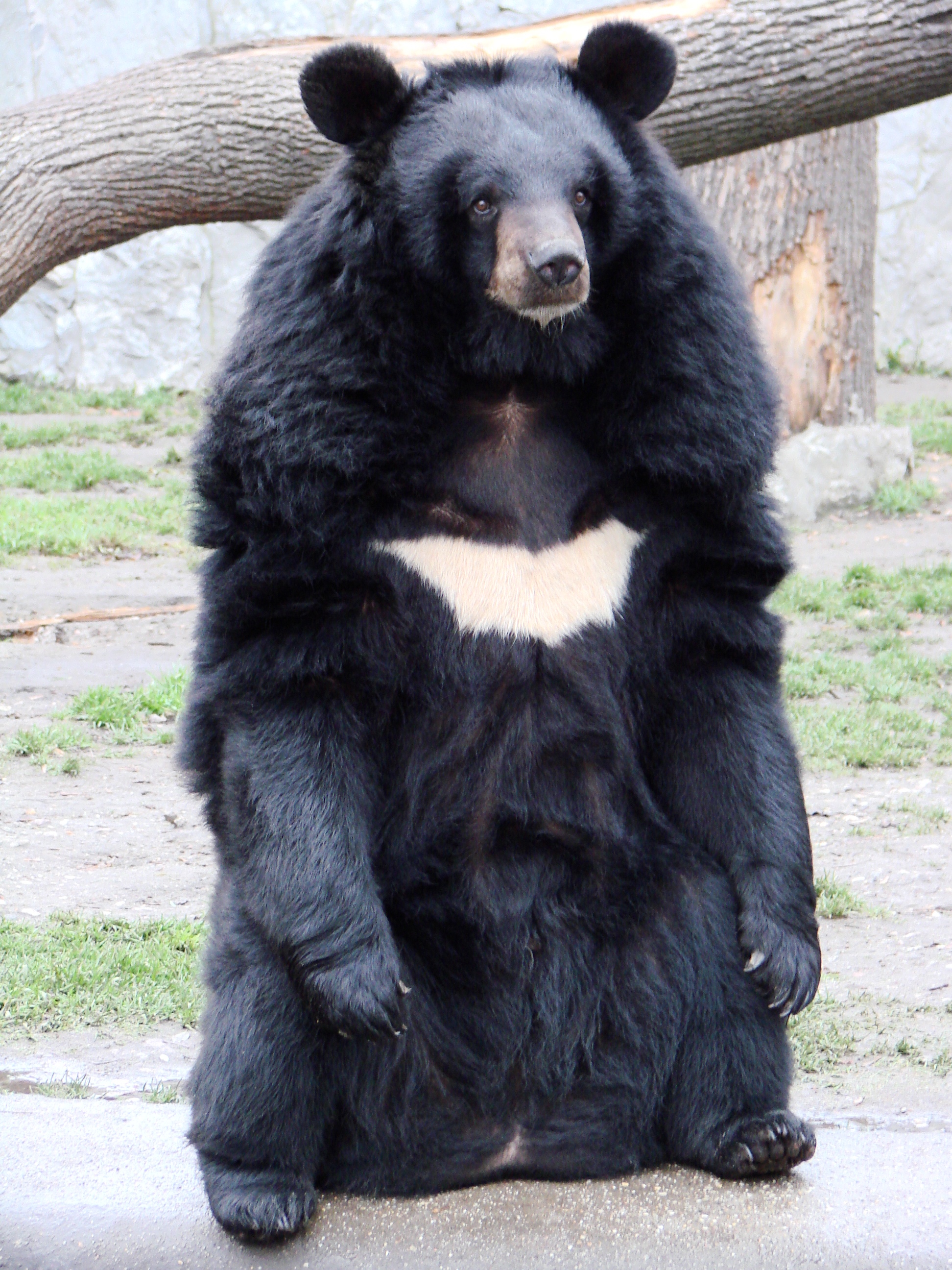 Ursus_thibetanus_3_%28Wroclaw_zoo%29.JPG