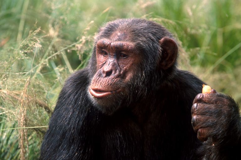 chimp_thumbnail.jpg