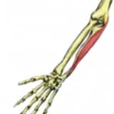 flexor-carpi-ulnaris500.jpg