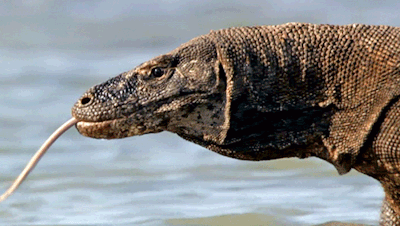 Image result for komodo dragon gif