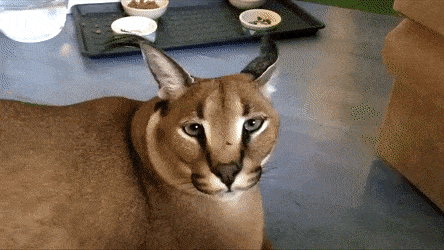 icegif-93.gif