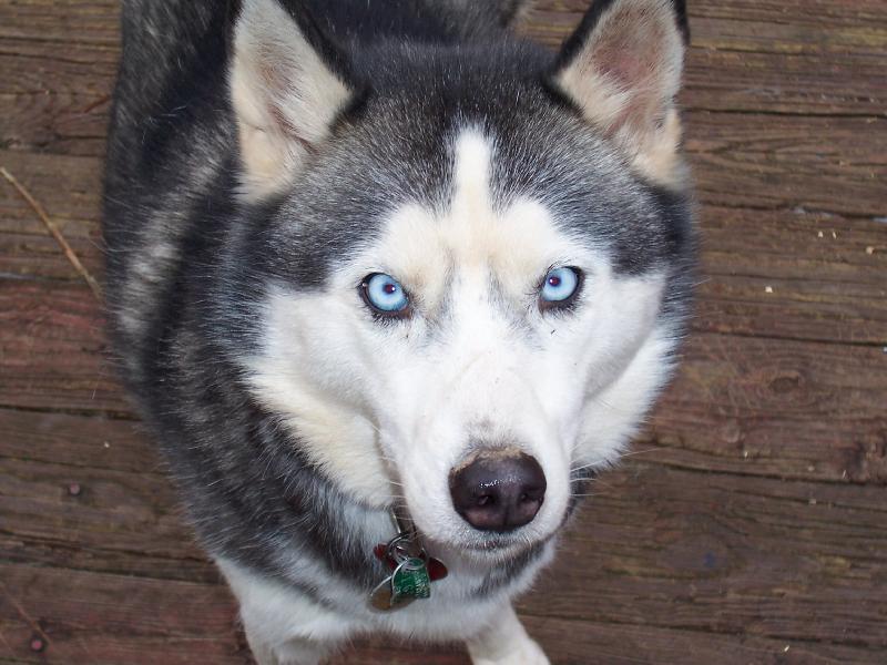 Siberian_Husky_blue-eyed.jpg