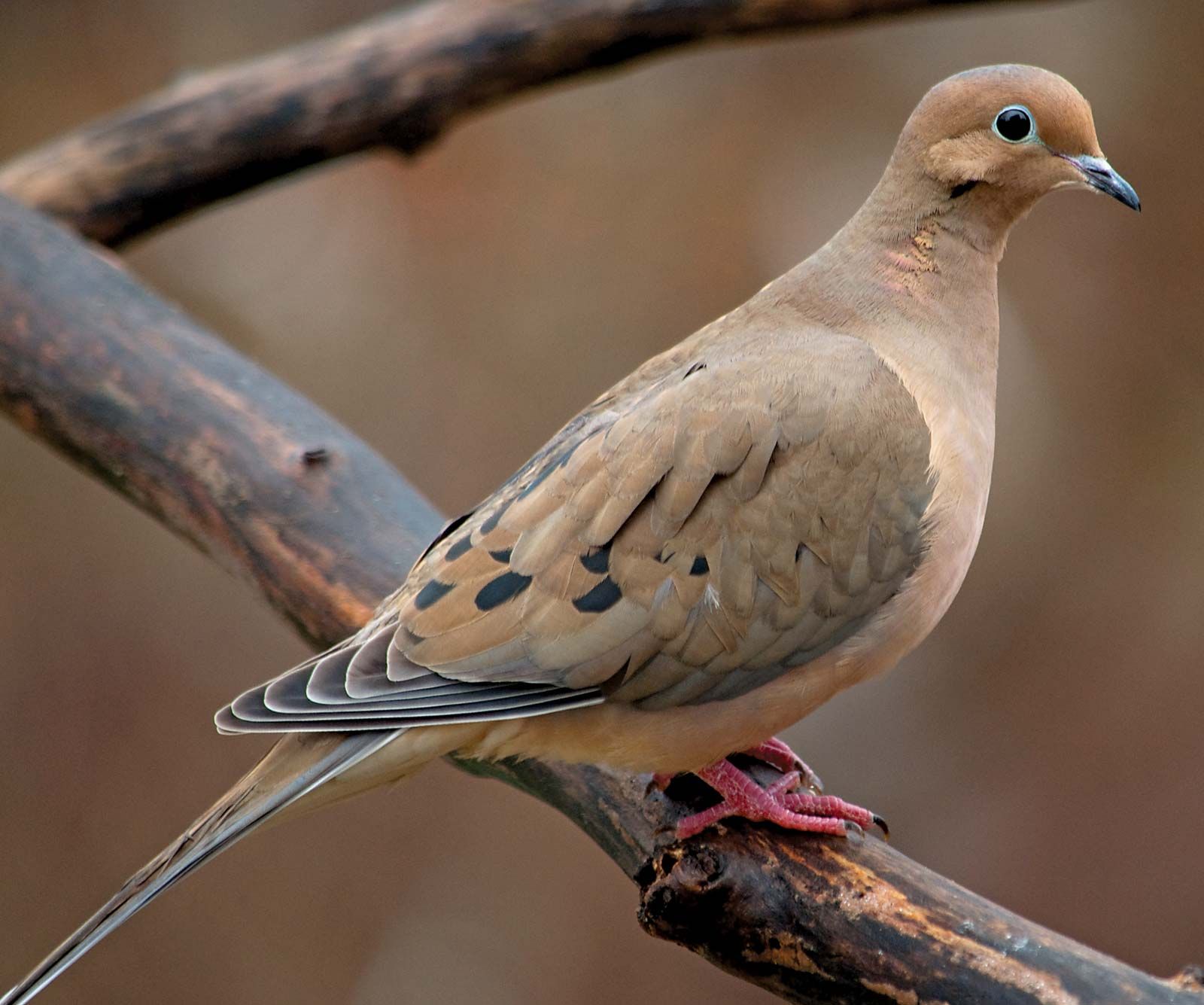 mourning-dove-North-America.jpg