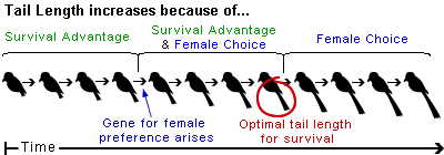 birds_tail_length.gif