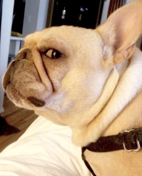 d9a915e5076eb3a293c7d82d396fc9d8--classic-french-bulldog.jpg
