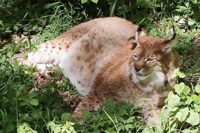  Rufus the fat lynx weighs a whopping 48kg - he is believed to be the biggest lynx in Germany