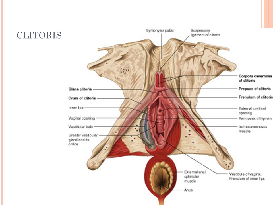 clitoris.jpg