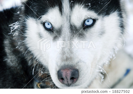 Close-up shot of husky dog blue eyes - Stock Photo [18827502] - PIXTA