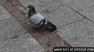 pigeon-o.gif