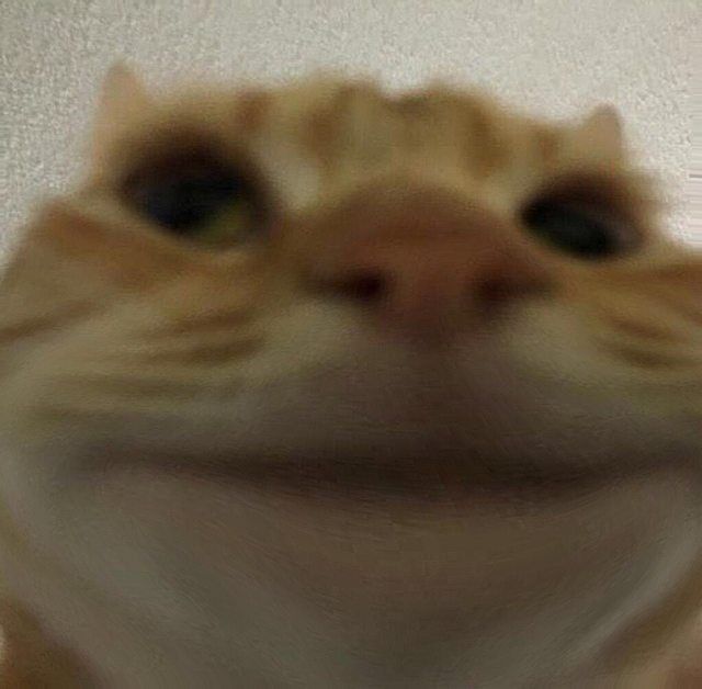 ₊๑﹕silly goofy cat ୧ | Scary animals, Silly cats, Cats