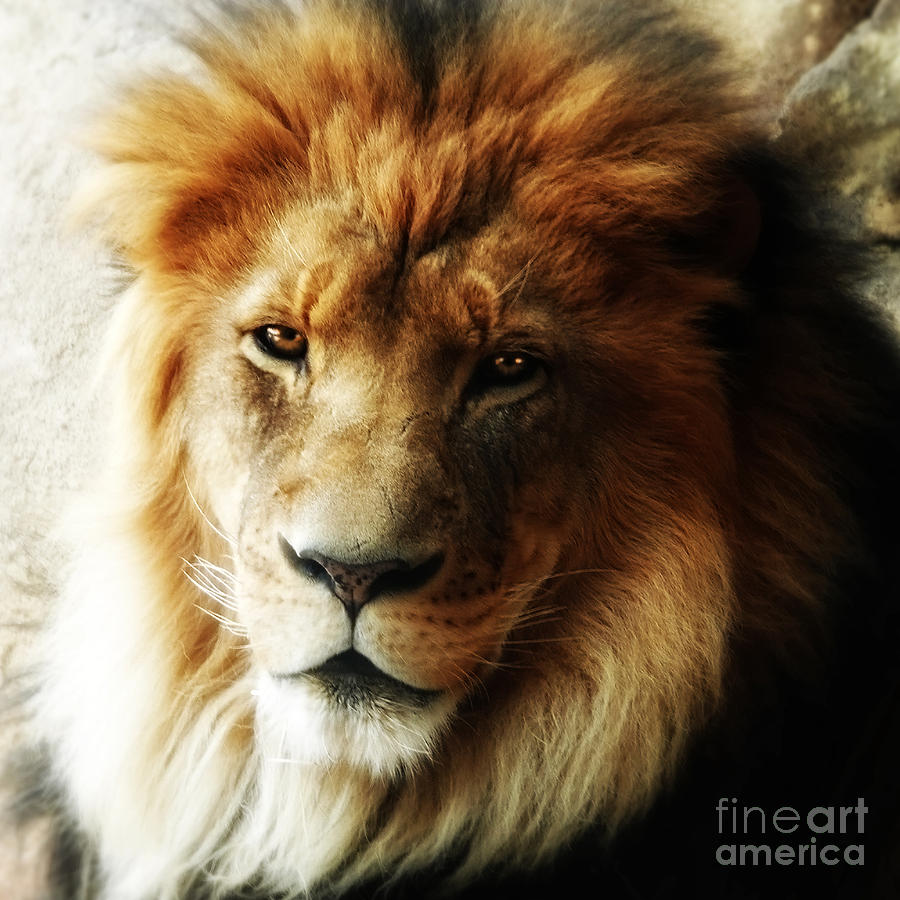 male-lion-face-close-up-elle-walby.jpg