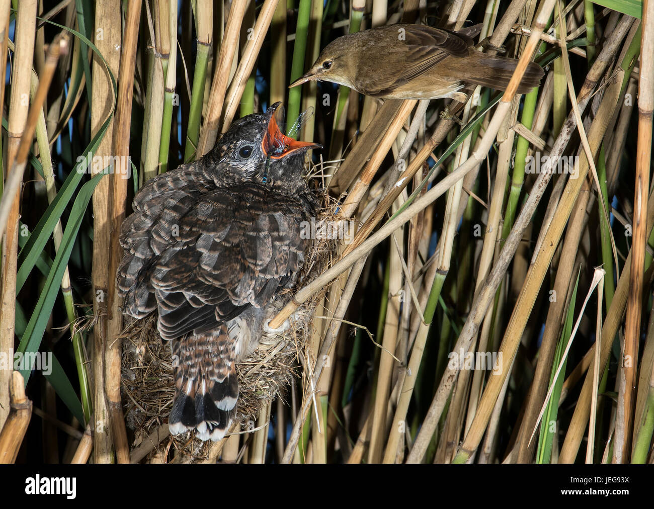 parasitic-cuckoo-being-fed-by-reed-warbler-JEG93X.jpg