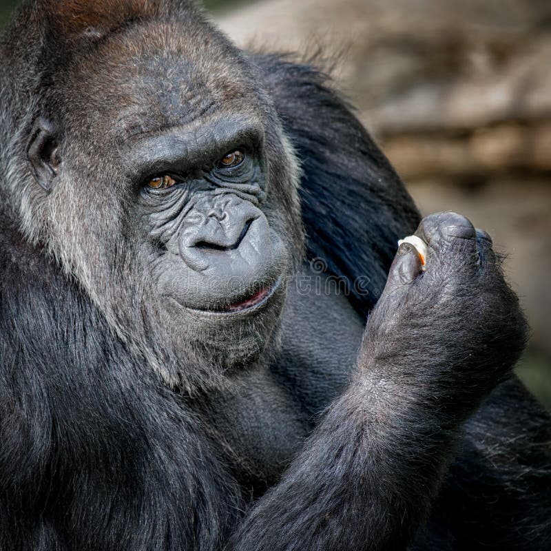 smiling-gorilla-silver-back-close-up-portrait-looking-camera-82157376.jpg
