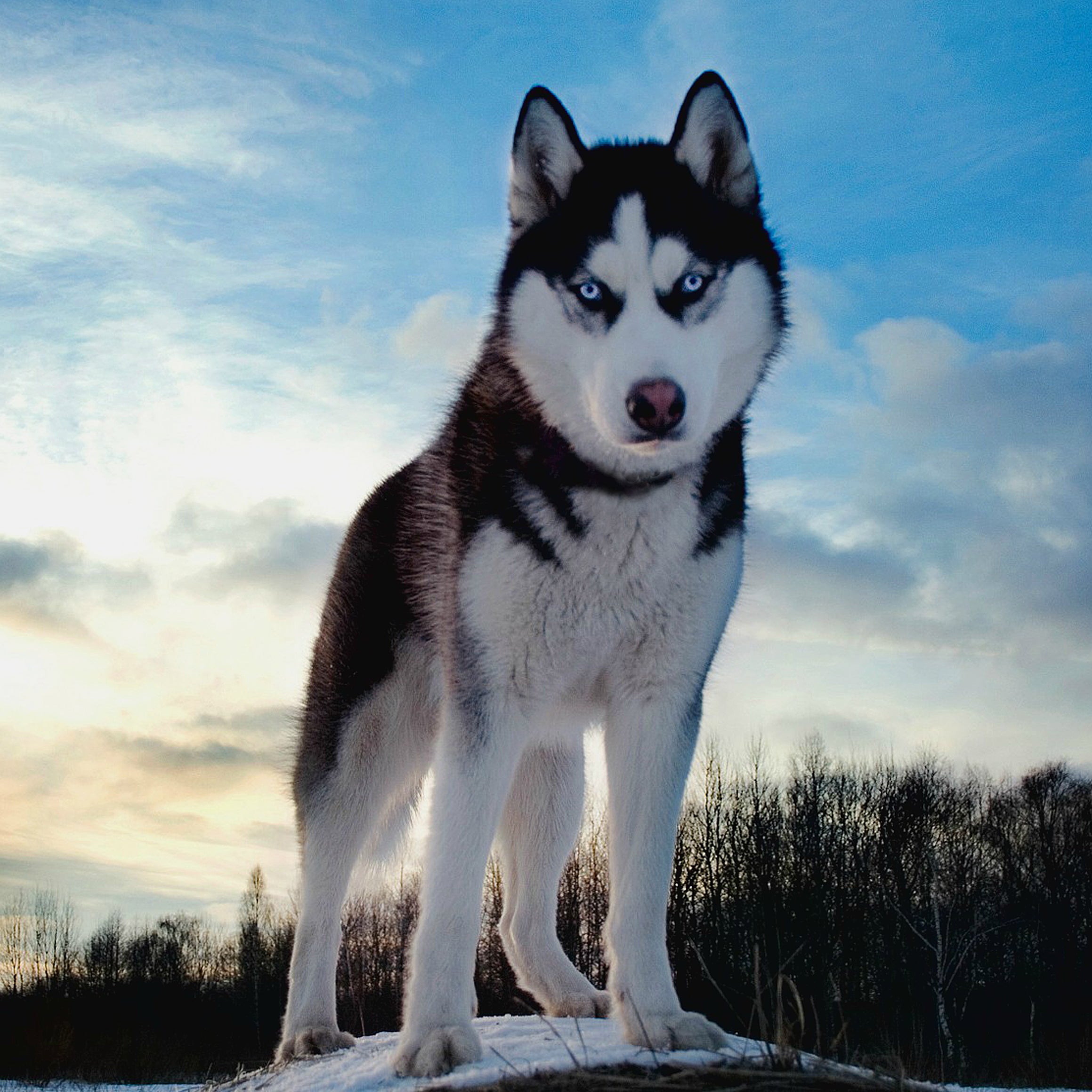 Siberian Huskies – Fun Facts and Crate Size – Pet Crates Direct
