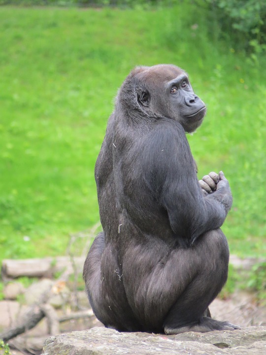 gorilla-3561262_960_720.jpg