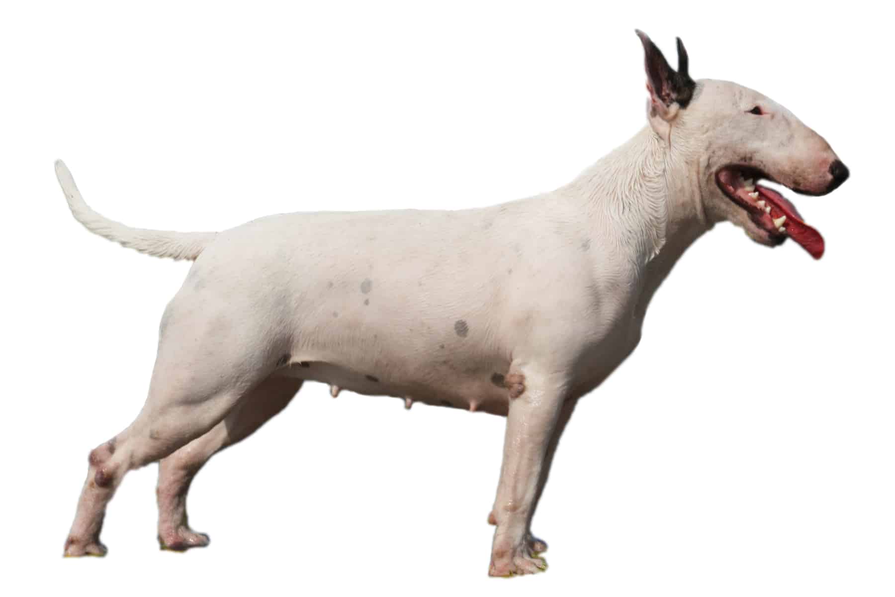 Bullterrier-Profilbild.jpg