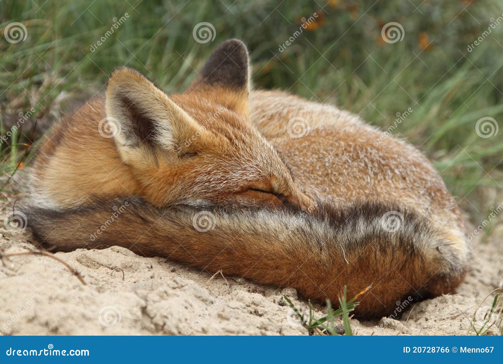 sleeping-red-fox-cub-20728766.jpg