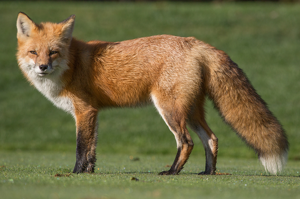 FS1325: Red Fox Ecology and Behavior (Rutgers NJAES)
