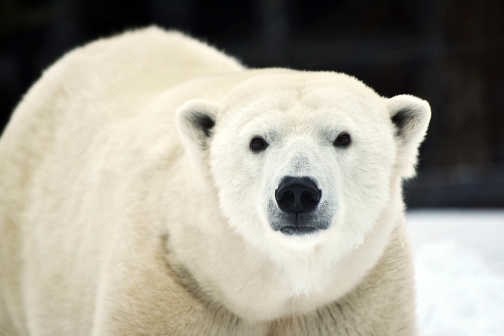 PolarBear-1024x683.jpg