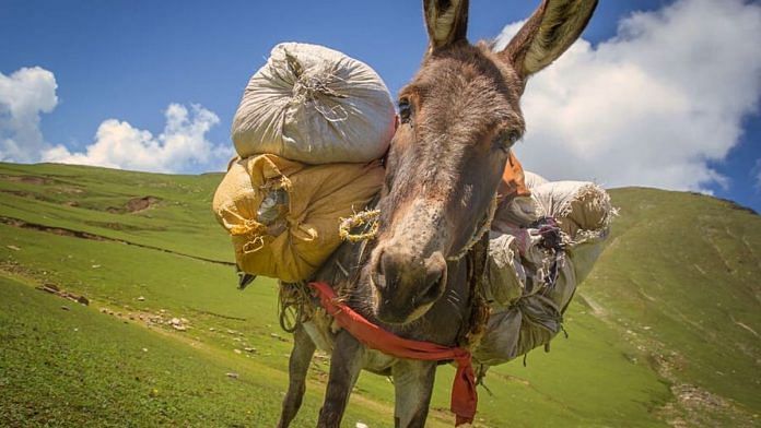 Imran Khan's Pakistan has now turned to donkeys to boost friendship with  China