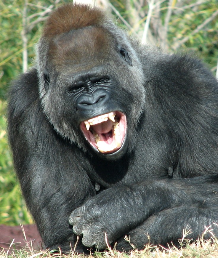 animallaugh4.jpg