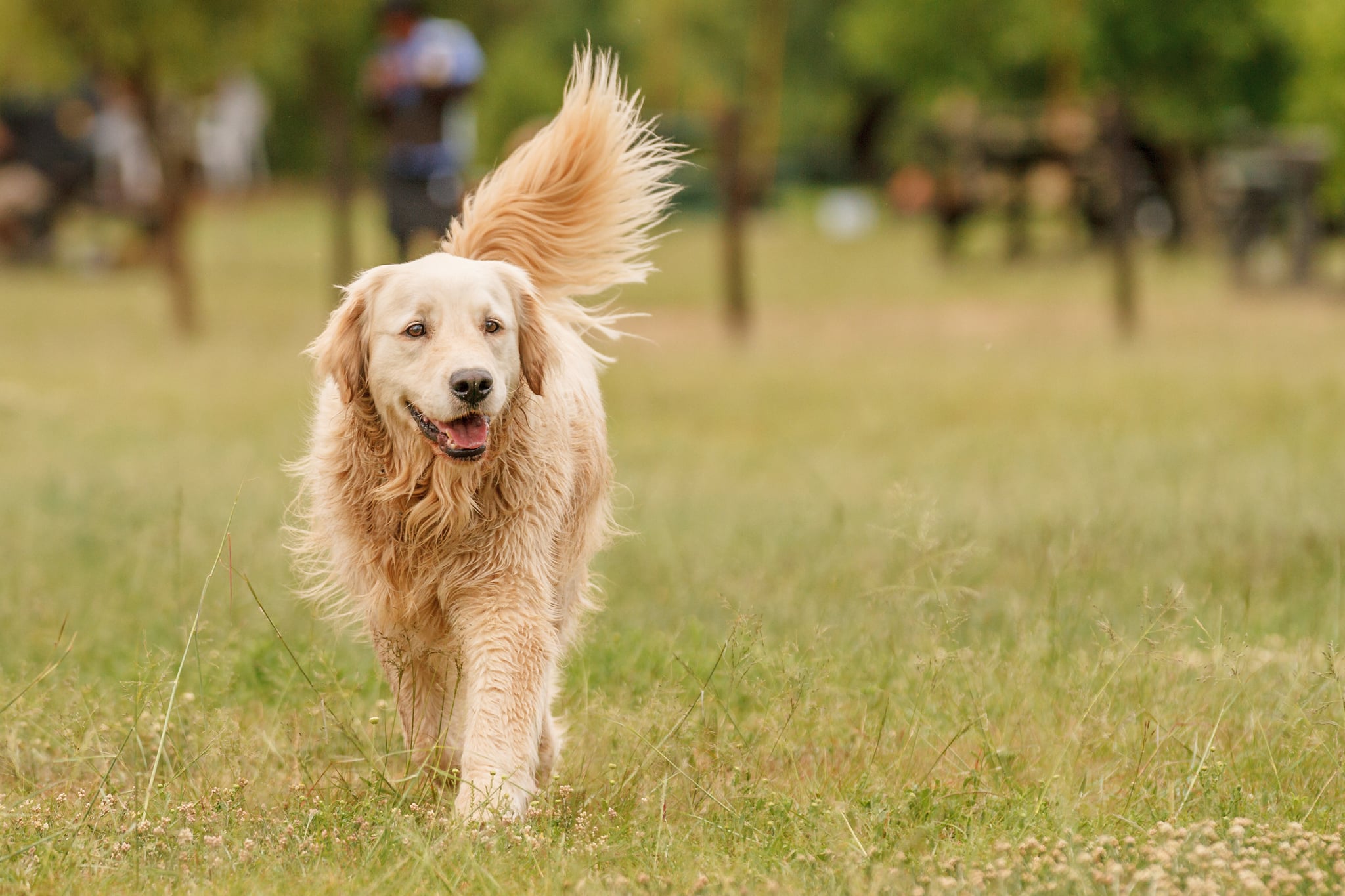 American-Golden-Retriever.jpg