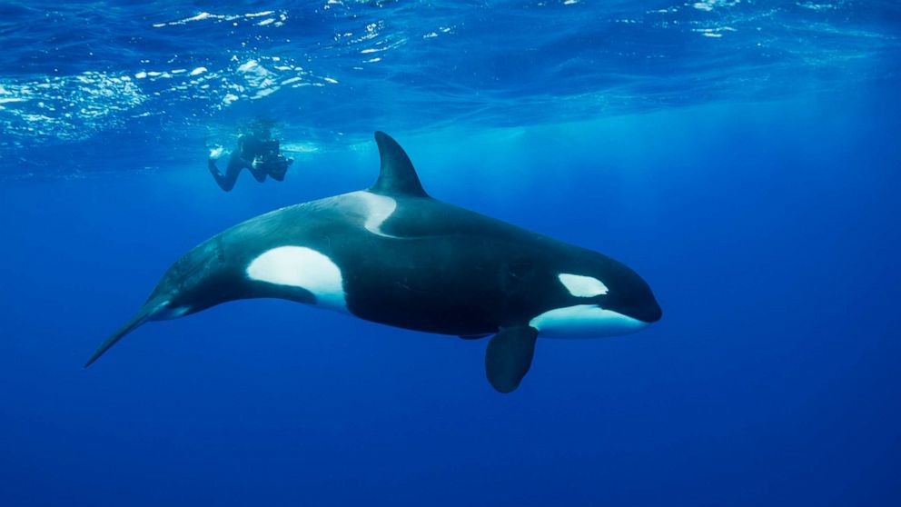 orca-03-as-gty-180928_hpMain_16x9_992.jpg