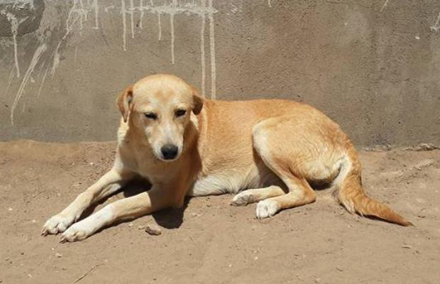 SOS Croquettes Tunisie ! - SOS Animaux Tunisie - Animal Webaction