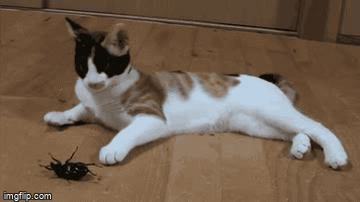 4odmvb.gif