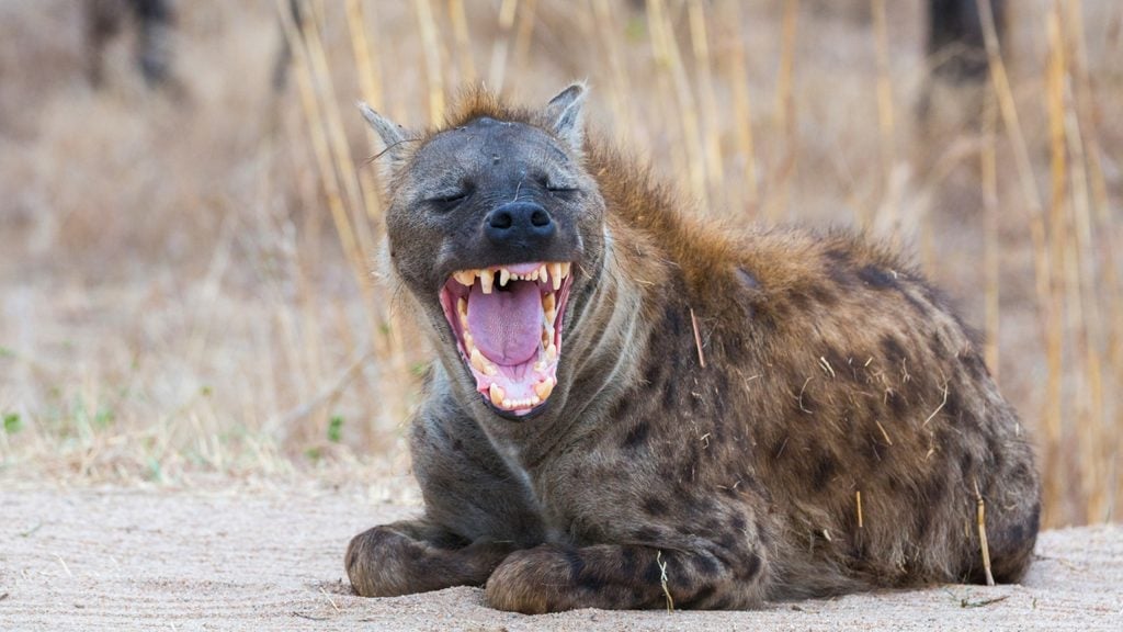 ugly-five-blog-hyena-1024x576.jpg