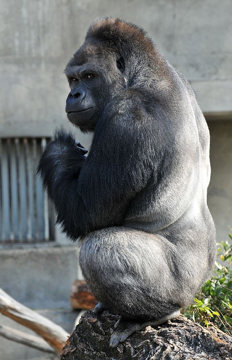 Shabani_deep_pic_3355044c.jpg