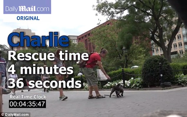 Woman's best friend: Not long after Carly's 'rescue', this woman came to the aid of Charlie 