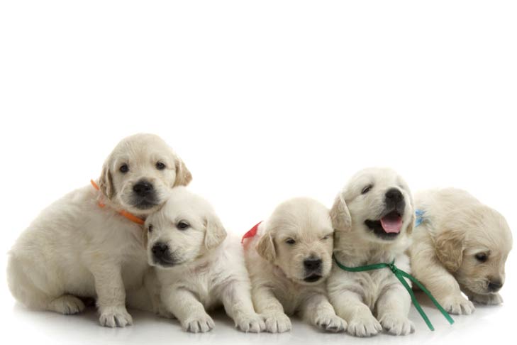 www.akc.org