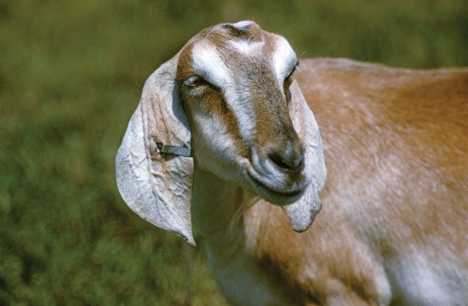 goat.jpg