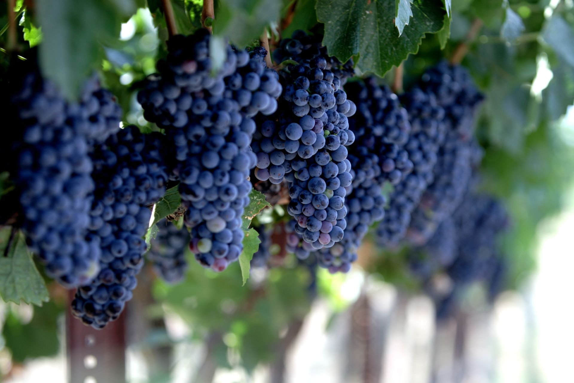 Grapes-on-the-vine.jpg